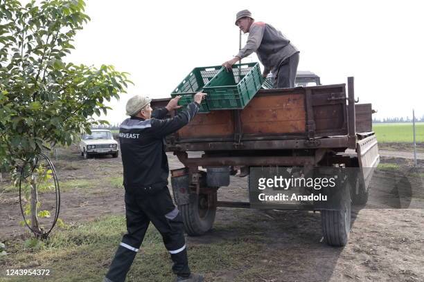 Farmers load the harvested crops into the truck as the harvest season begins in the south of self-proclaimed Donetsk People's Republic in the shadow...