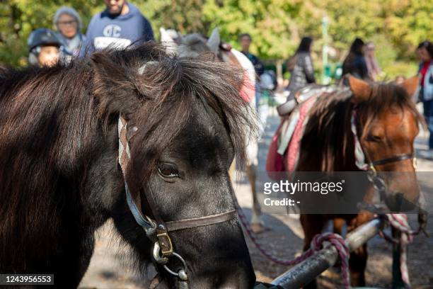 Ponies rest after taking children for a ride at Parc Monceau in Paris on October 12, 2022. - On Wednesdays and weekends children can take part in...