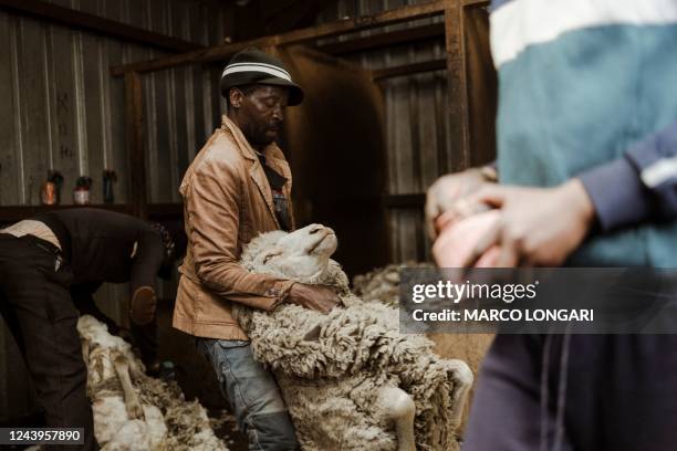 Wool Shearing Collection 1,167 Shearing Wool Stock Photos, High-Res Pictures, and Images - Getty ...