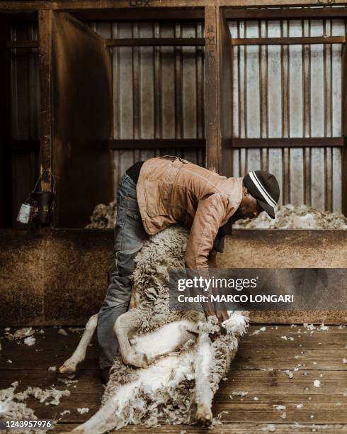 Wool Shearing Collection 1,295 Shearing Wool Stock Photos, High-Res Pictures, and Images - Getty ...