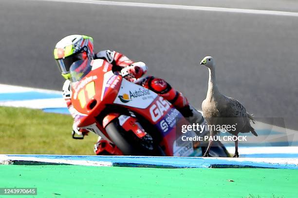 Angel Nieto Team's Spanish rider Sergio Garcia rides past a bird during the Moto3 third free practice session in Phillip Island on October 15 ahead...