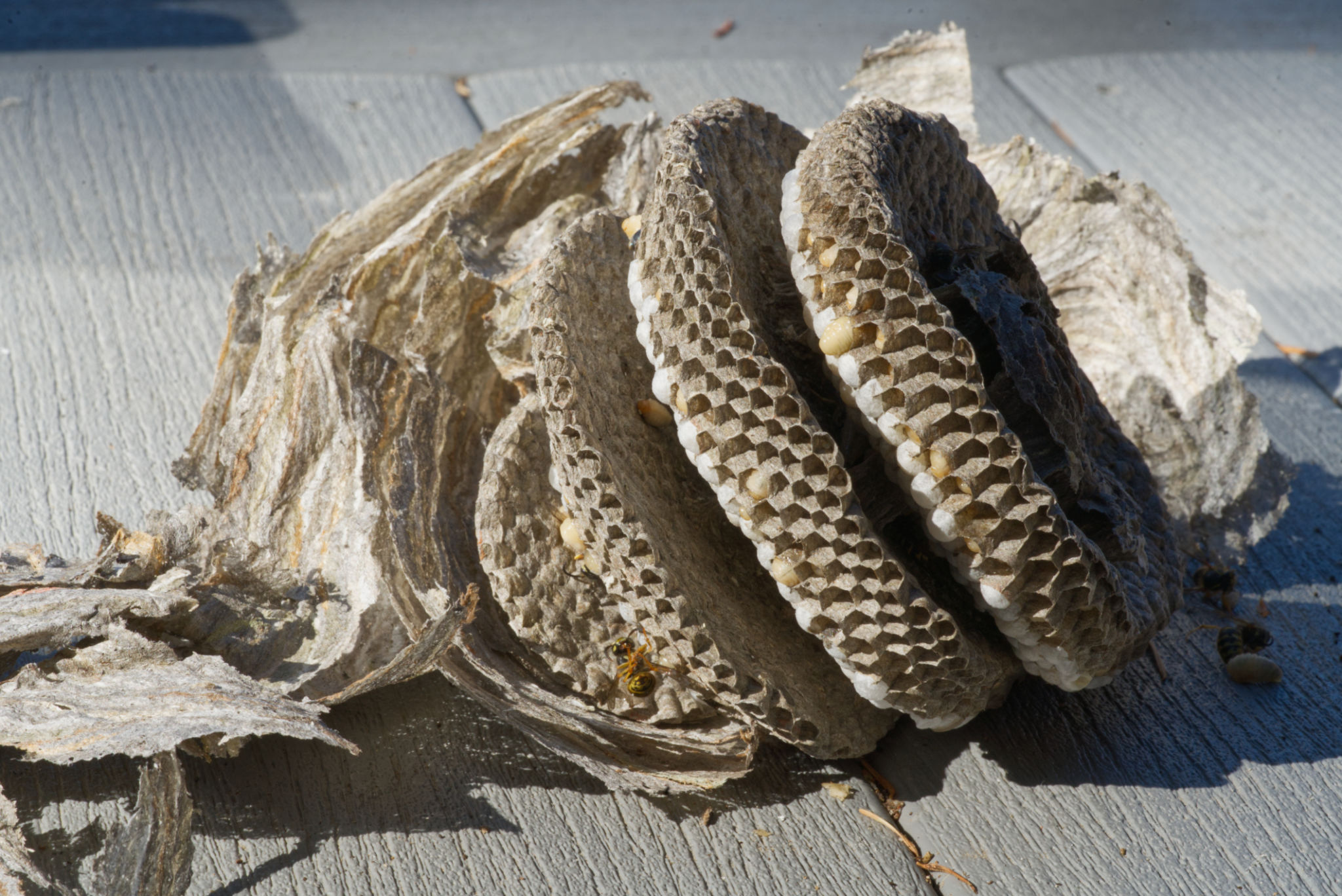 bed bug shells