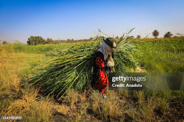 Woman collects crops at the field as women contribute in household economy engaged in agriculture sector in Baghdad, Iraq on October 14, 2022. The...