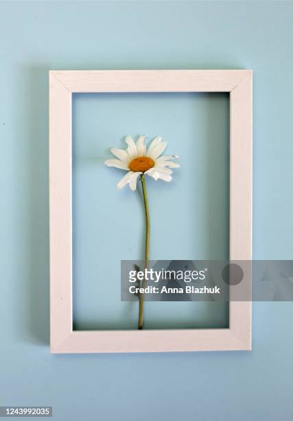 Blue Flower Invitation Photos and Premium High Res Pictures - Getty Images