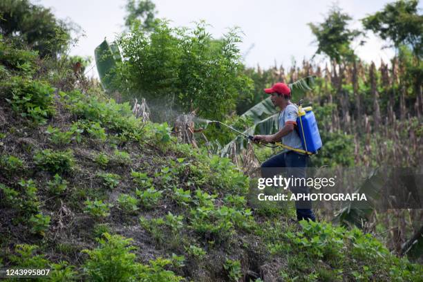 Farmer sprays chemicals in a corn field affected by rains in the aftermath of tropical storm Julia on October 15, 2022 in Usulutan, El Salvador. The...