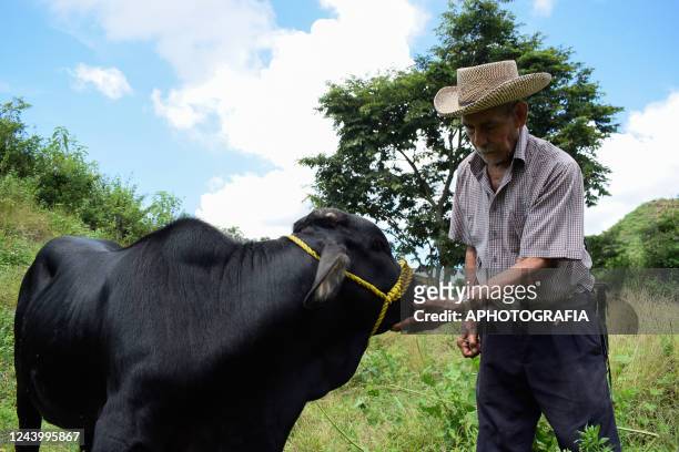 Farmer checks on a cow in the aftermath of tropical storm Julia on October 15, 2022 in Usulutan, El Salvador. The east region of El Salvador was the...