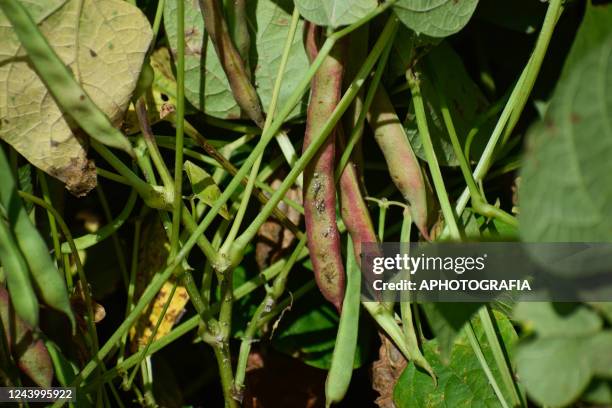 Detail of damaged bean crops affected by rains in the aftermath of tropical storm Julia on October 15, 2022 in Usulutan, El Salvador. The east region...