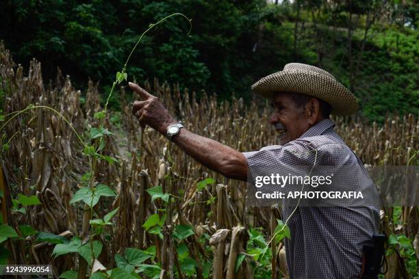 Farmer checks his crop field affected by rains in the aftermath of tropical storm Julia on October 15, 2022 in Usulutan, El Salvador. The east region...