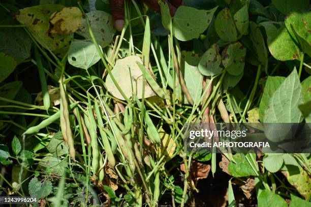 Detail of damaged bean crops affected by rains in the aftermath of tropical storm Julia on October 15, 2022 in Usulutan, El Salvador. The east region...