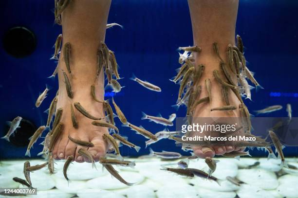 An Asian tourist enjoying a fish pedicure, also known as a fish spa treatment, where customers place their feet in a tub of water filled with small...