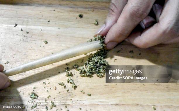 Close up view of a marijuana cigarette being made in Bangkoks Sukhumvit Rd, Soi 11, marijuana pop-up trucks sell legal marijuana. The Kingdom of...