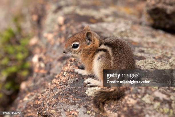 young golden-mantled ground squirrel mount evans wilderness colorado - chipmunk stock pictures, royalty-free photos & images