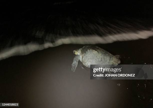 Pacific Ridley Photos and Premium High Res Pictures - Getty Images