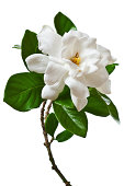 A white gardenia blossom on a white background