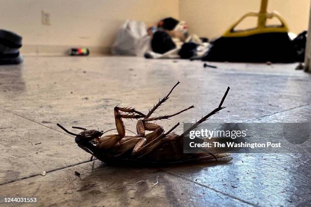 This dead cockroach was one of many found in an empty apartment in the Lincoln Heights area in NE Washington, D.C. On September 23, 2022. One in...