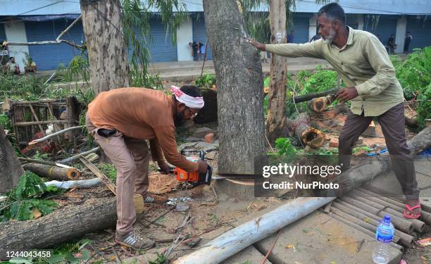 Workers cut down a tree during a drive to cut down 405 trees in Super Market area after two people were killed last week by uprooting tree due to...