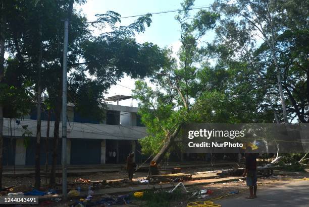 Workers cut down a tree during a drive to cut down 405 trees in Super Market area after two people were killed last week by uprooting tree due to...