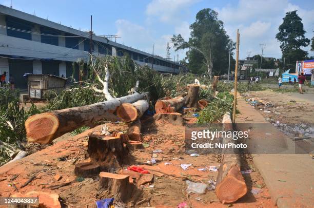 People walk pass by fallen tree which were cut down during a drive to cut down 405 trees in Super Market area after two people were killed last week...