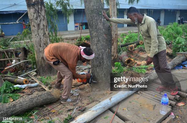 Workers cut down a tree during a drive to cut down 405 trees in Super Market area after two people were killed last week by uprooting tree due to...