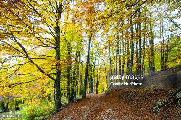 Autumn on Mount Terminillo in the Province of Rieti, 18 October 2022.