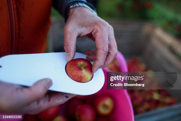 An employee measures the size of a Jazz apple for quality control on a farm in Faversham, UK, on Tuesday, Oct. 18, 2022. As large parts of England...