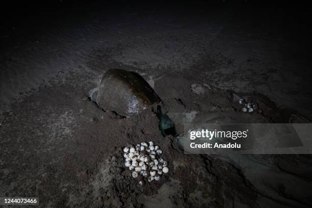 An Olive Ridley sea turtle covers its nest with sand after laying its eggs on the beach of Barra de Santiago, in Ahuachapan, El Salvador, on October...