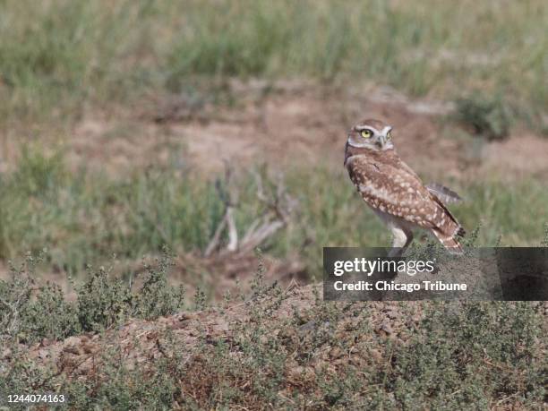 Burrowing owl hunts for prairie dogs in the heart of the American Prairie Reserve.