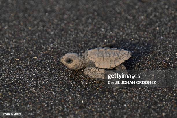 Black turtle hatchling , heads to the sea after being released on the beach of Sipacate, some 135 km south of Guatemala City on October 19, 2022. -