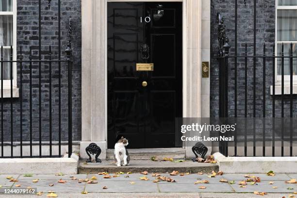 Larry the cat sits outside the front door of Number 10 in Downing Street on October 19, 2022 in London, England. Braverman has left the Cabinet today...