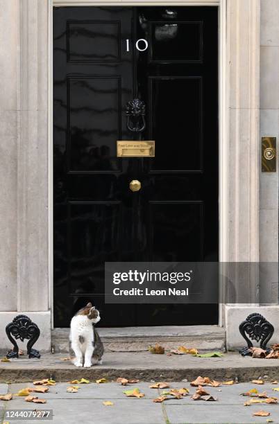 Larry the cat sits outside the front door of Number 10 in Downing Street on October 19, 2022 in London, England. Braverman has left the Cabinet today...