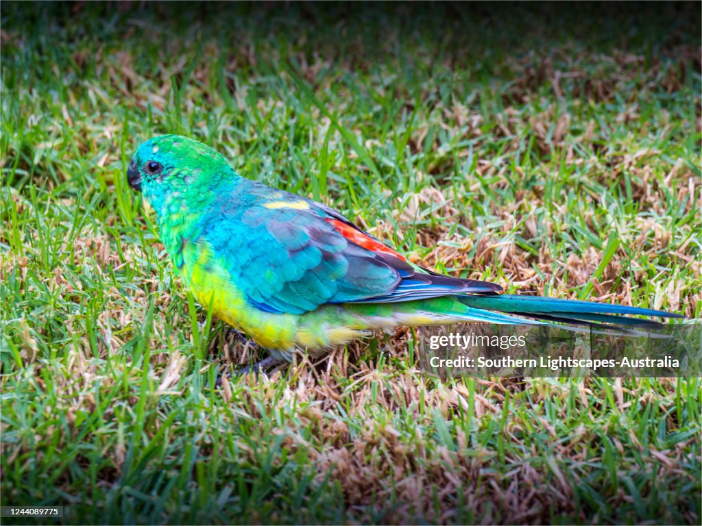 Red Rumped Grass Parrot Southern Victoria Australia High-Res Stock