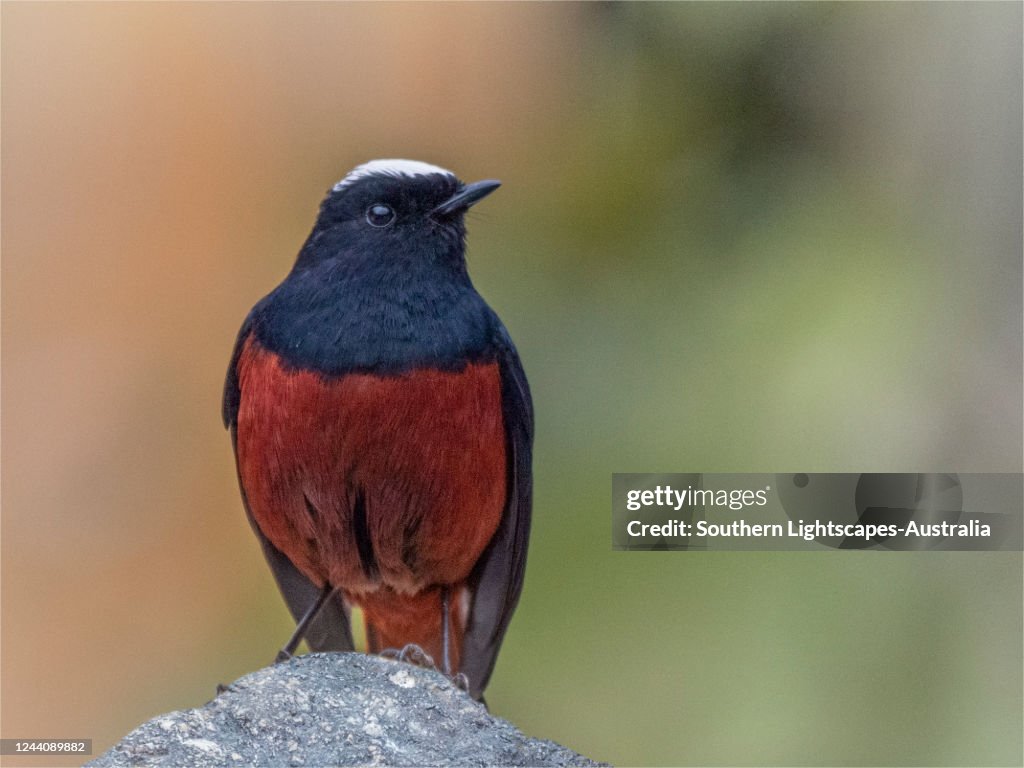 Birds of Bhutan, White Capped Water Redstart.