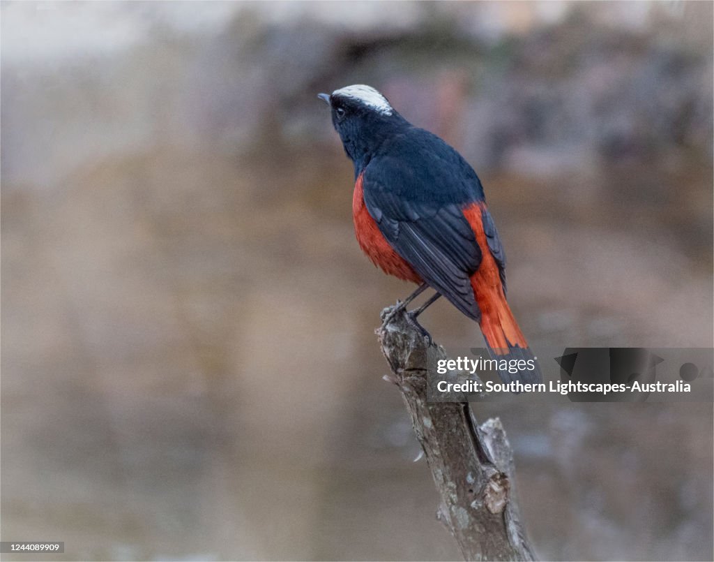 Birds of Bhutan, White Capped Water Redstart.