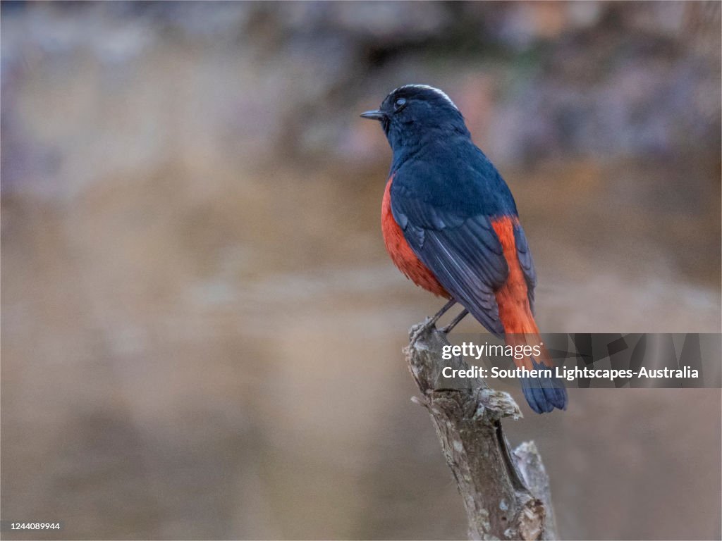 Birds of Bhutan, White Capped Water Redstart.