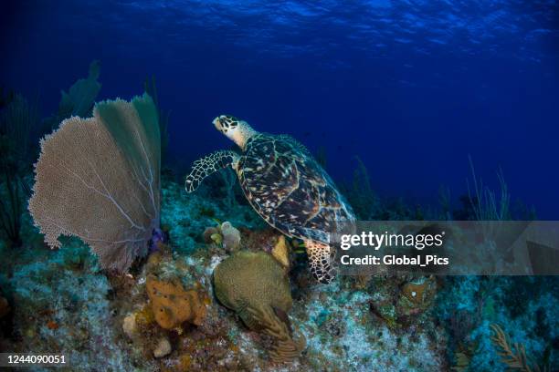 hawksbill sea turtle (eretmochelys imbricata) - gorgonia sp stock pictures, royalty-free photos & images