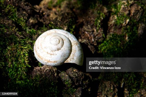Empty Helix Shell Shell Helix Photos and Premium High Res Pictures - Getty Images