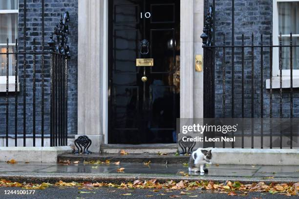 Larry the cat sits outside the front door of Number 10 in Downing Street after Prime Minister Liz Truss announced her resignation on October 20, 2022...