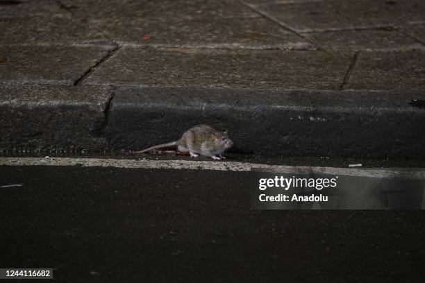 Steet Rats Street Rat Photos and Premium High Res Pictures - Getty Images