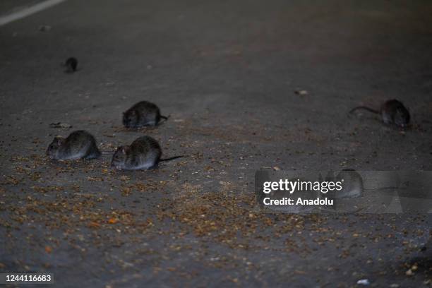 Steet Rats Street Rats Photos and Premium High Res Pictures - Getty Images