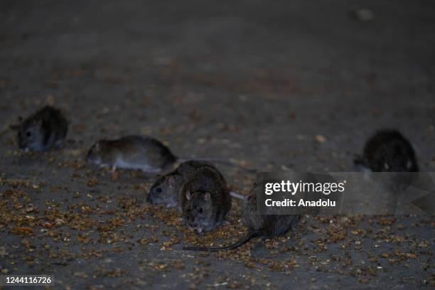 Random Backstreet Rats Street Rats Photos and Premium High Res Pictures - Getty Images