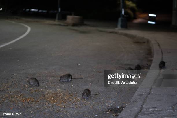 Steet Rats Street Rats Photos and Premium High Res Pictures - Getty Images