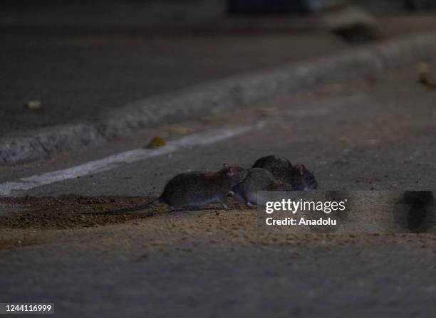 Steet Rats Street Rats Photos and Premium High Res Pictures - Getty Images