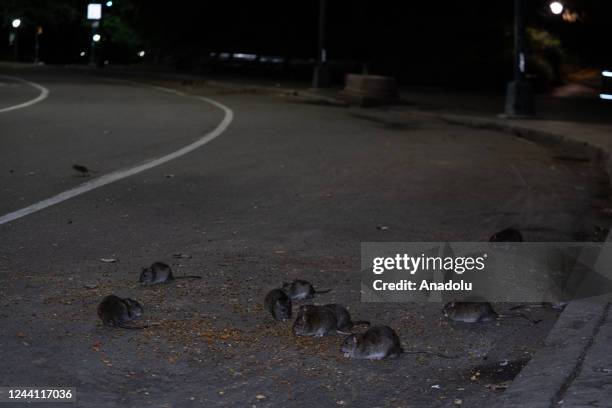 Random Backstreet Rats Street Rats Photos and Premium High Res Pictures - Getty Images