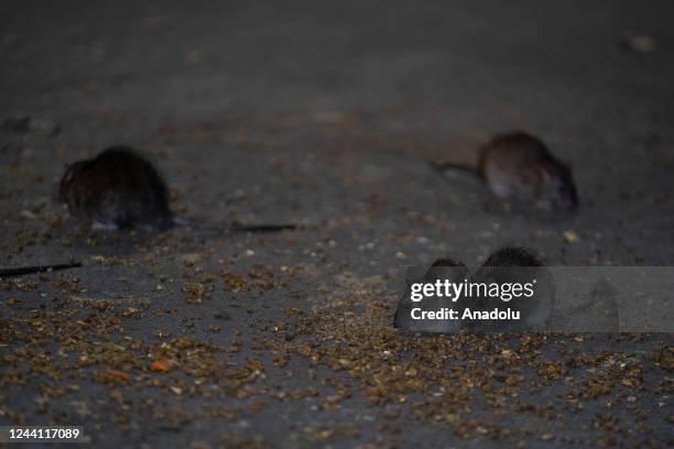 Steet Rats Street Rats Photos and Premium High Res Pictures - Getty Images