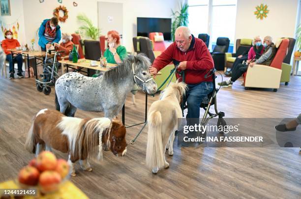 An elderly man holds the small Shetland ponies Pumuckel , Goldi and Lion on a leash in a nursing home in Kierspe, western Germany on October 21,...