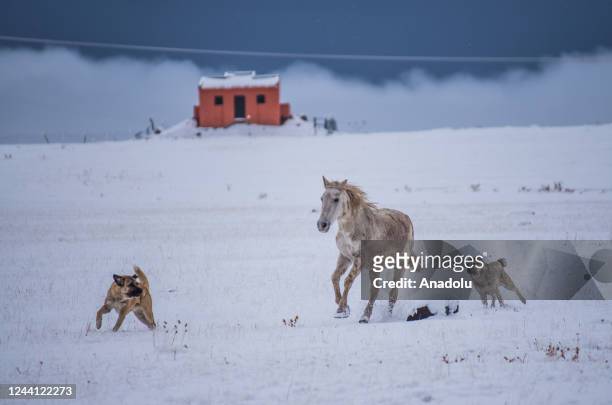 Wild horses struggle to find food in the snow packed field in Kars, Turkiye on October 21, 2022.
