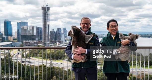 Australian Prime Minister Anthony Albanese and Japanese Prime Minister Fumio Kishida interact with koalas Eric and Harry from the Caversham Wildlife...