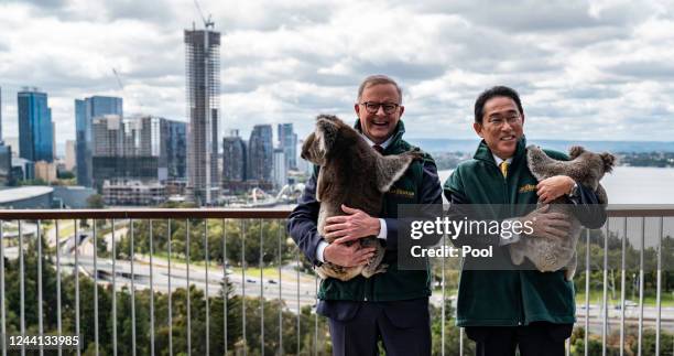 Australian Prime Minister Anthony Albanese and Japanese Prime Minister Fumio Kishida interact with koalas Eric and Harry from the Caversham Wildlife...