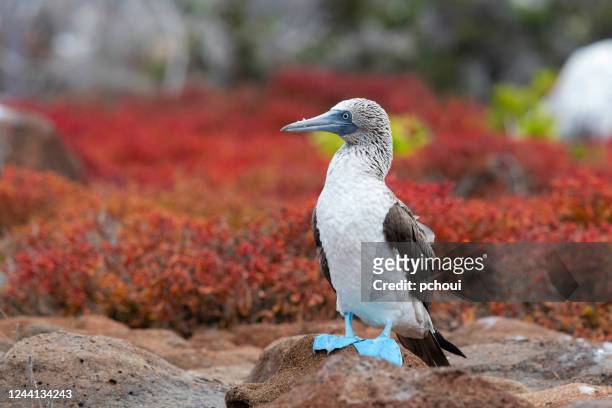 blaufußbooby, galapagos-inseln - galapagos isle stock-fotos und bilder