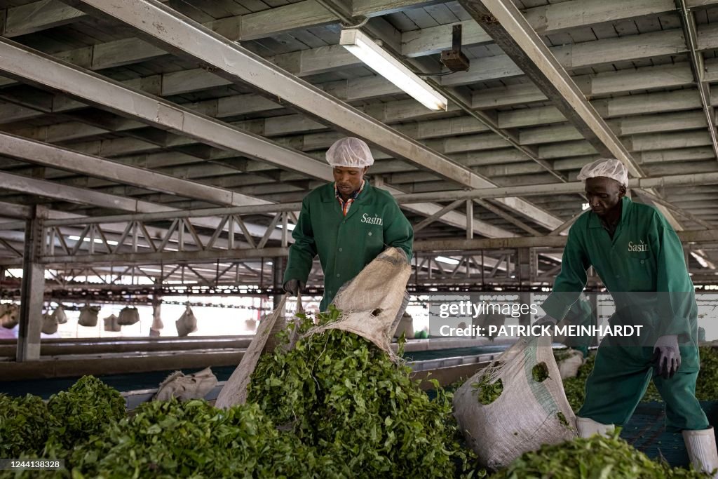 KENYA-AGRICULTURE-ECONOMY-TEA